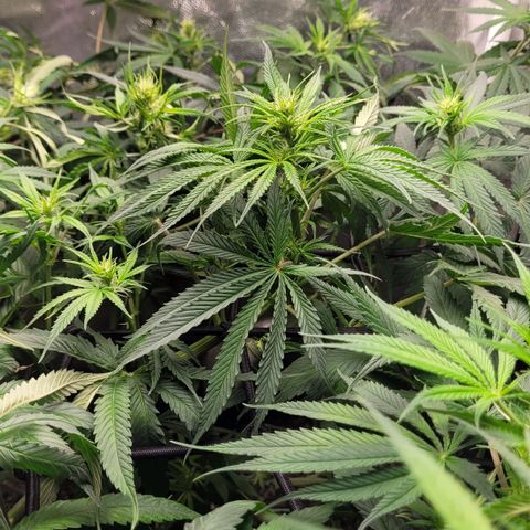 Wedding Cake #1 growlog photo: Depois do lollipping.