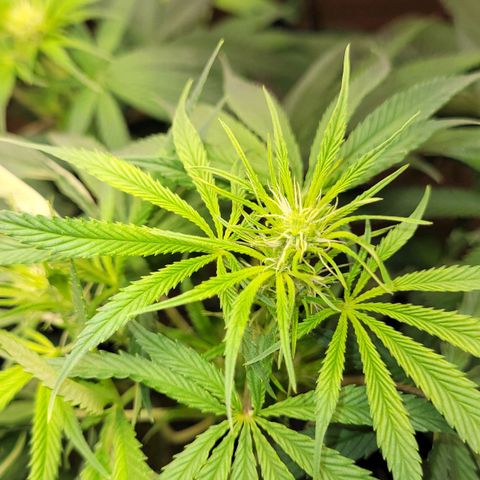 Wedding Cake #1 growlog photo: Depois do lollipping.
