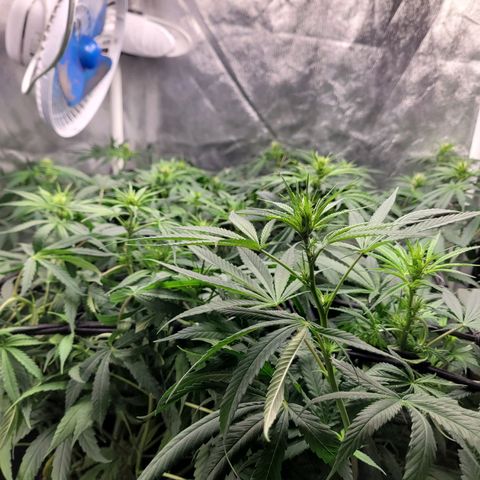 Wedding Cake #1 growlog photo: Antes do lollipopping.