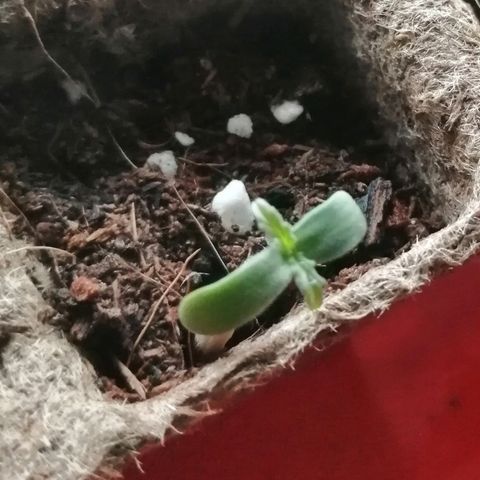 Auto somango#2 growlog timeline photo
