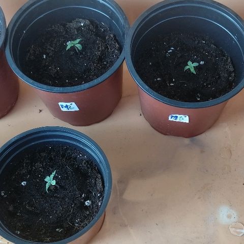 Auto somango#2 growlog photo: Regadas con enraisante 0'50ml x 1litro
