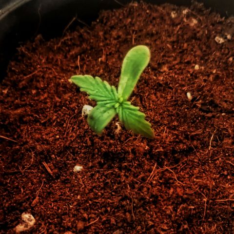 Auto somango#2 growlog timeline photo