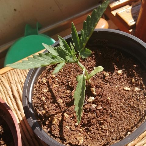 Auto somango#2 growlog timeline photo