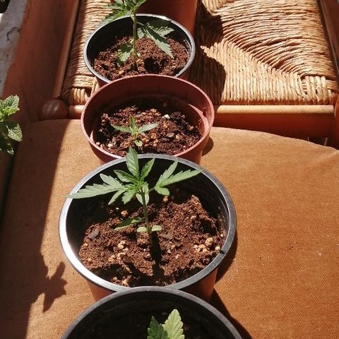 Auto somango#2 growlog timeline photo