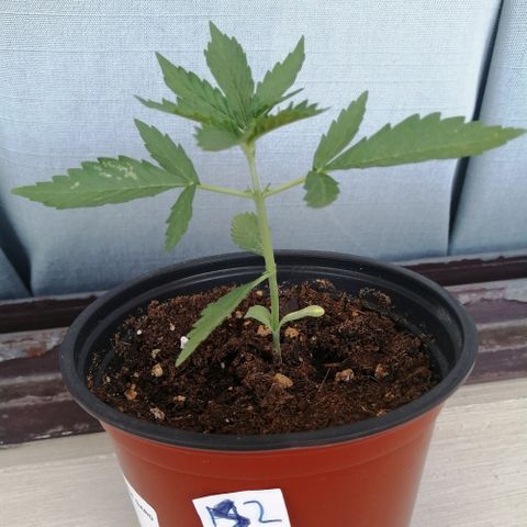 Auto somango#2 growlog timeline photo