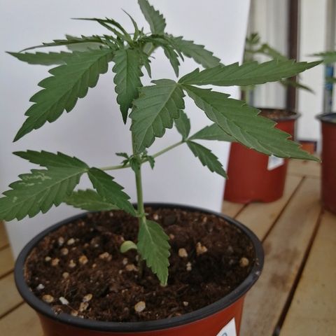 Auto somango#2 growlog timeline photo