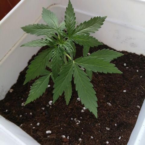 Auto somango#2 growlog timeline photo