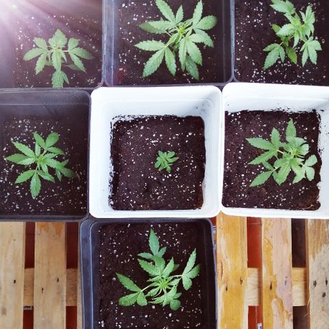 Auto somango#2 growlog timeline photo