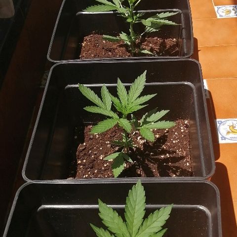 Auto somango#2 growlog timeline photo
