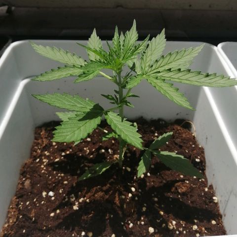 Auto somango#2 growlog timeline photo