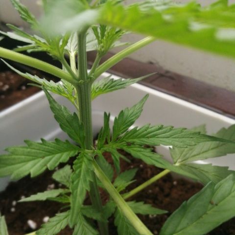Auto somango#2 growlog photo: Primeros pistilos de flotación. 