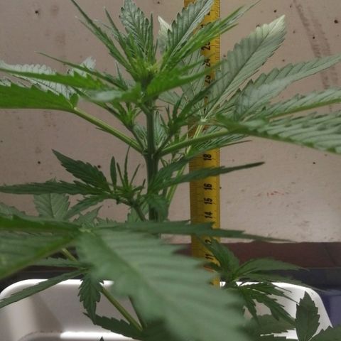 Auto somango#2 growlog photo: 28 cm