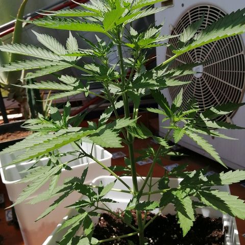Auto somango#2 growlog timeline photo