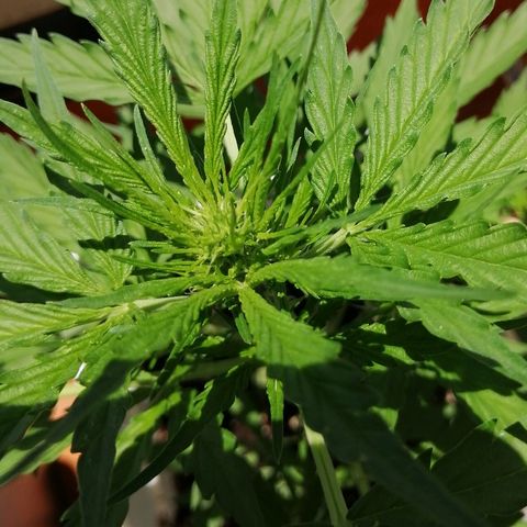 Auto somango#2 growlog timeline photo