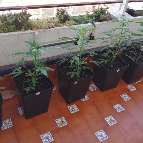 Auto somango#2 growlog timeline photo