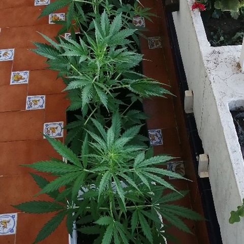 Auto somango#2 growlog timeline photo