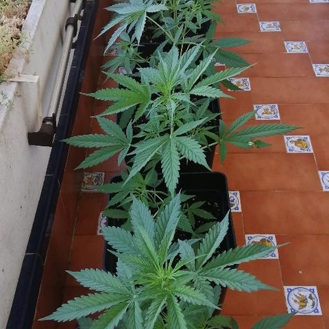 Auto somango#2 growlog timeline photo