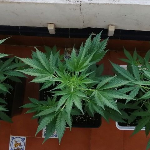 Auto somango#2 growlog timeline photo