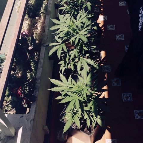 Auto somango#2 growlog timeline photo