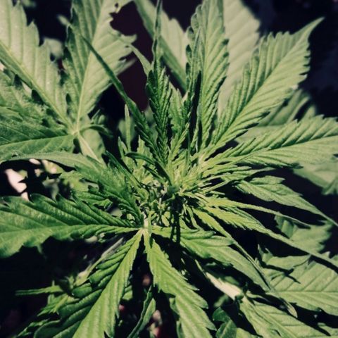 Auto somango#2 growlog timeline photo