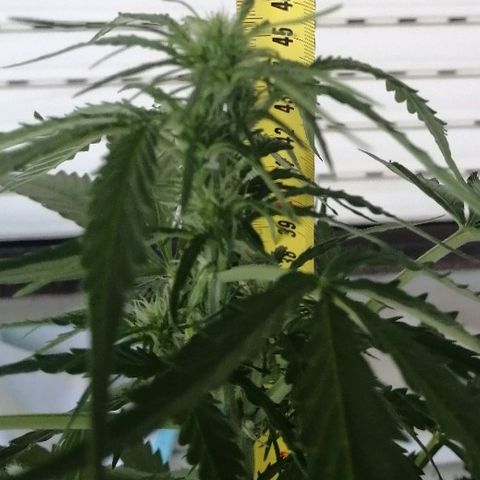 Auto somango#2 growlog photo: 47 cm