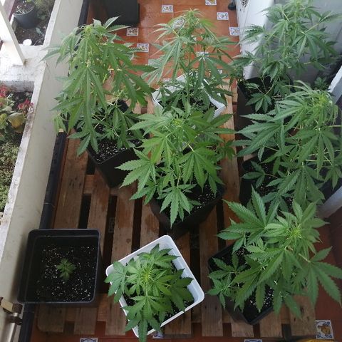 Auto somango#2 growlog timeline photo