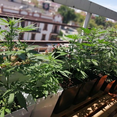 Auto somango#2 growlog timeline photo