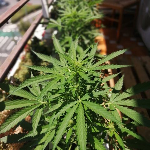 Auto somango#2 growlog timeline photo
