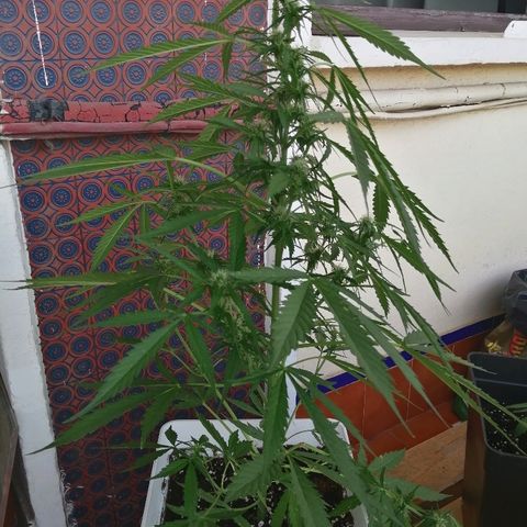 Auto somango#2 growlog timeline photo
