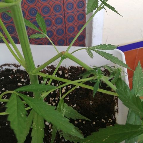 Auto somango#2 growlog timeline photo