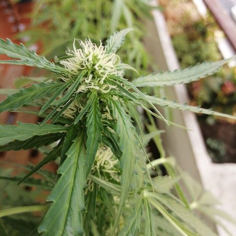 Auto somango#2 growlog timeline photo