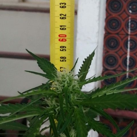 Auto somango#2 growlog photo: 59 cm 