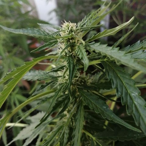 Auto somango#2 growlog timeline photo
