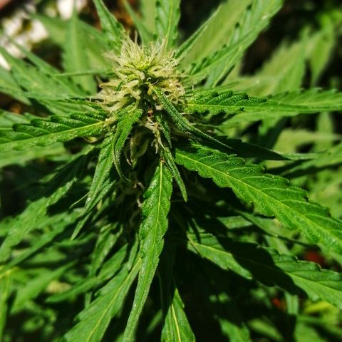 Auto somango#2 growlog timeline photo