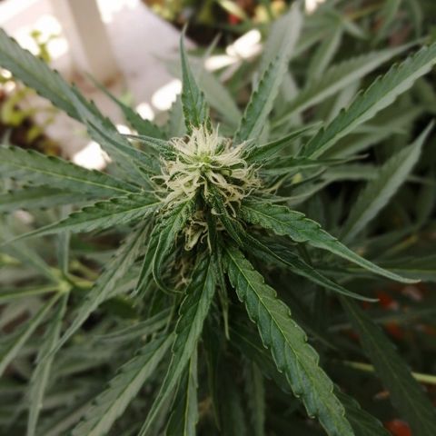 Auto somango#2 growlog timeline photo