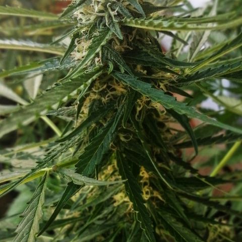Auto somango#2 growlog timeline photo
