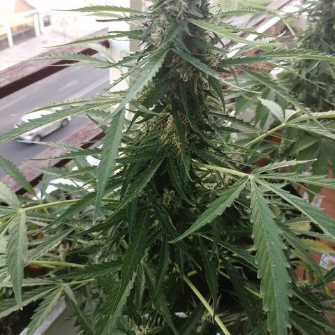 Auto somango#2 growlog timeline photo