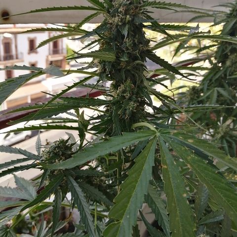 Auto somango#2 growlog timeline photo