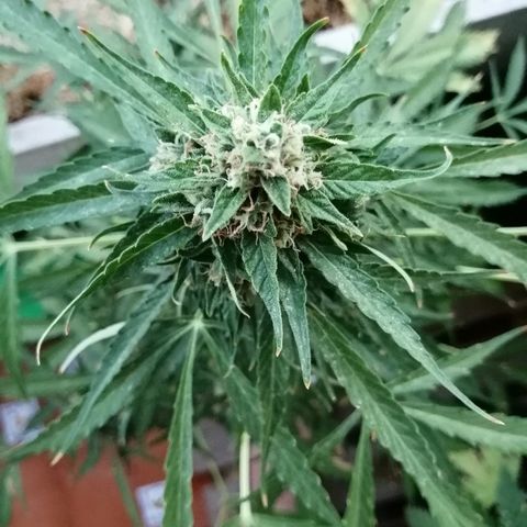 Auto somango#2 growlog timeline photo