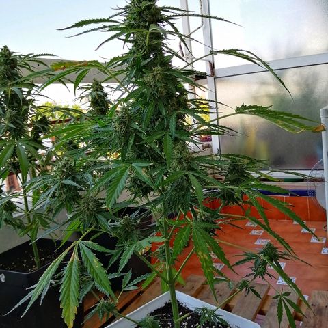 Auto somango#2 growlog timeline photo
