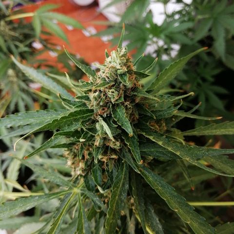 Auto somango#2 growlog timeline photo