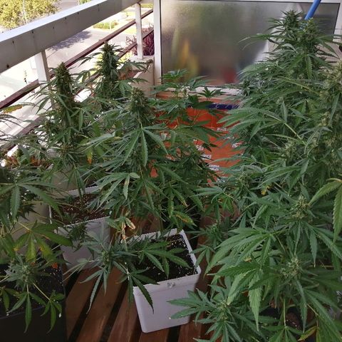 Auto somango#2 growlog timeline photo