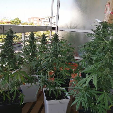 Auto somango#2 growlog timeline photo