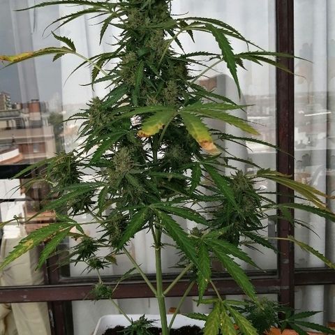 Auto somango#2 growlog photo: 76 días 