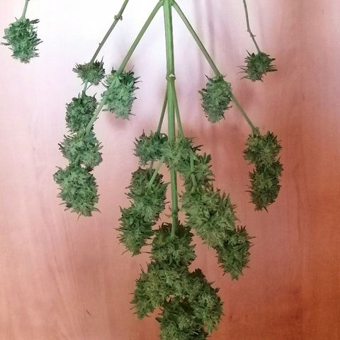 Auto somango#2 growlog photo: 76 días 