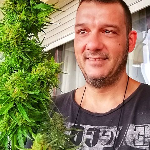 Auto somango#2 growlog photo: 76 días 