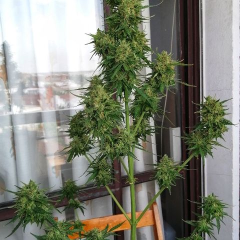 Auto somango#2 growlog photo: 76 días 