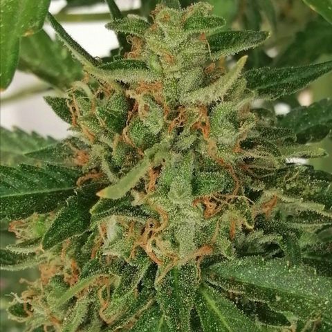 Auto somango#2 growlog timeline photo