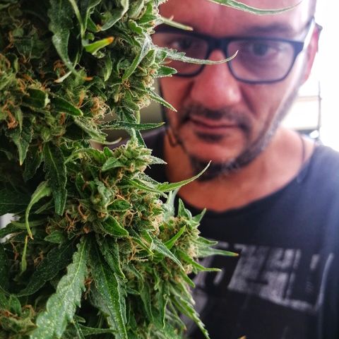 Auto somango#2 growlog photo: 76 días 