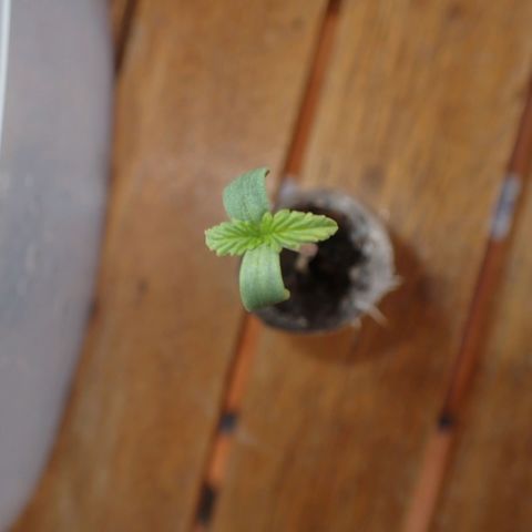 Big demon 1 #01 growlog timeline photo